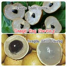 Kalau sekilo saya beli, dalam masa beberapa jam. Longan Lada Rm55 Sepokok Longan Bunga Ong Nursery Facebook