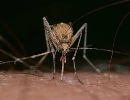Un hombre fue a buscar animales en la isla mini, entre ríos, cuando se vio sorprendido por una enorme cantidad de insectos y el video se hizo viral. Mosquito Invasion Makes Life Miserable For Hungarians Hungary Today
