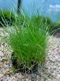 Image result for Eleocharis brainii
