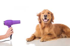 Gentle Paws Pet Grooming Appleton Wi