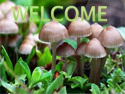 Learn how in our introduction. Mushroom Cultivation