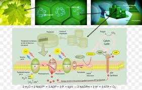 Check spelling or type a new query. Electron Transport Chain Light Biology Plant Cell Photosynthesis Png 880x562px Electron Transport Chain Absorption Area Biological