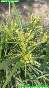 Image result for Cyperus digitatus
