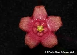 Image result for Vincetoxicum heterophyllum