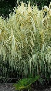 Amorphophallus Titanum Ornamental Grasses Ornamental Grasses For Shade Tall Ornamental Grasses