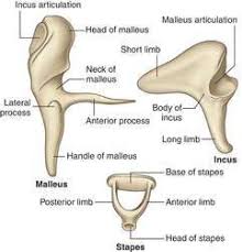 Auditory Ossicles Definition Of Auditory Ossicles By Medical Dictionary Medical Dictionary Anatomy And Physiology Medical
