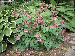 6 inches to 3 feet tall, and 1 to 3 feet wide: Plantfiles Pictures Bleeding Heart Luxuriant Dicentra 2 By Sanannie Sedum Garden Bleeding Heart Shade Garden