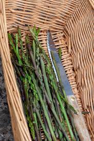 How to Forage And Cook Wild Asparagus - Your Guardian Chef
