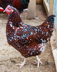 Black And White Speckled Chicken Name Sussex Has Everything Great Layers That Lay Right Through The Coldest Weather They Are Dual Purpose Birds N Sussex Chicken Fancy Chickens Chickens Backyard