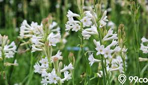 Bukannya bunga petik layu bukannya bunga harum layu bukannya bunga sedap malam. Cara Menanam Bunga Sedap Malam Agar Cepat Mekar Cantik Banget