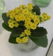 Kalanchoe Blossfeldiana Plantas De Sombra Plantas Sombra