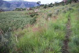 Image result for Monocymbium