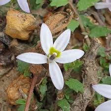 Image result for Mellera lobulata