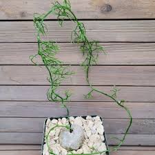 Image result for Bowiea volubilis