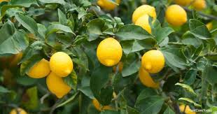 The victory garden grow primers projects plant hardiness. Lemon Tree Fertilizer When How To Use It Details