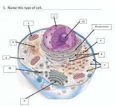 Quizlet is the easiest way to study, practise and master what you're learning. Biology 103 Lab Quiz Eukaryotic Animal Cells Diagram Quizlet