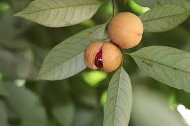 Image result for Myristicaceae