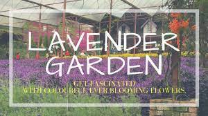 Use them in commercial designs under lifetime, perpetual & worldwide rights. Visit Lavender Garden In Cameron Highlands é‡'é¦¬å€«é«˜åŽŸ Malaysia Travel Guide Youtube