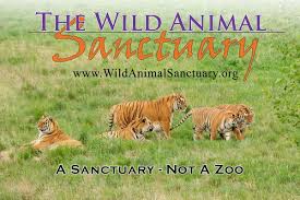 Wild Animal Sanctuary Responds To Backlash Over Huge Payment Increase Mile High Mamas