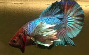 I have never bought bettas/bidded on bettas on aqua bid but i have browsed through all the betta sections and they can be pricey but once you see the pictures of them it is unbelievable of th quality. Tank Decor Page 6 Vang Bettas