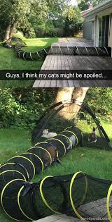 42 Funny Cat Snapchats That You Need To See Right Now Cat Funny Snapchats Crazy Cats Funny Cat Fails Funny Animals