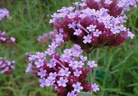 Heat and drought tolerant perennial. Verbena Bonariensis Pruning Overwinter Greenfingers Online