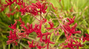 If you live in a cold climate, you'll have to keep flowering maple in a container, growing it outside in the summer, then moving it inside for the winter. Australian Native Plants Guide For Your Garden Blog Mulches More