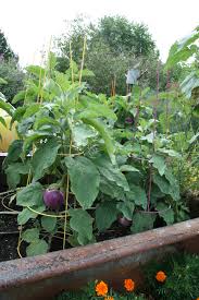 Transplant 3 to 4 inches tall seedlings. Free Organic Gardening Book How To Grow Eggplant Grow So Easy Organic