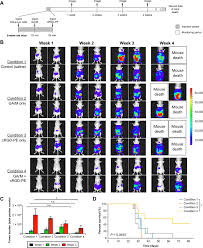 Stem cells are the future of modern medicine with the potential to manage a variety of lifestyles and chronic diseases. Disrupting Tumor Onset And Growth Via Selective Cell Tagging Sect Therapy Science Advances