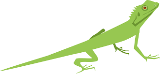 Lizard Common Iguanas Gecko Chameleons Reptile Clipart Lizard Transparent Cartoon Jing Fm 800 x 592 jpeg 48 кб. lizard common iguanas gecko chameleons