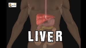 This particular organ is exclusive to the chordates and is absent in liver diagram. Liver Anatomy And Function Human Anatomy And Physiology Video 3d Animation Elearnin Youtube