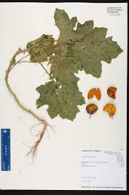 Image result for Solanum viarum