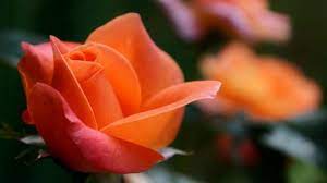 Tuttavia, per molte persone, i wallpapers hanno un significato più profondo. Fiori 4k