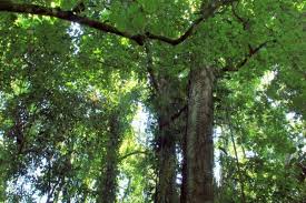 We did not find results for: Mengapa Indonesia Memiliki Keanekaragaman Hayati