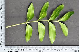 Image result for Ptaeroxylon obliquum