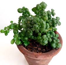 Image result for Pilea angolensis
