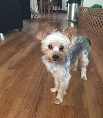 Image result for yorkshire haircut