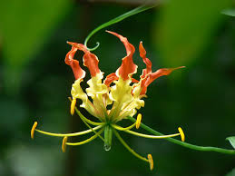 Image result for Gloriosa sessiliflora