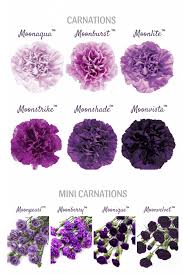 We offer a full selection of products, both retail and wholesale. Deep Purple Carnations