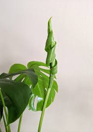 Unfurling Monstera Deliciosa Leaf Monstera Deliciosa Plants Plant Leaves
