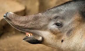 Image result for tapir