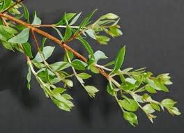 Henna Health And Beauty Tips Tricks Henna Leaves Henna Plant Henna