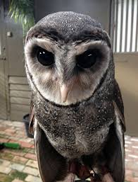 Arlo The Greater Sooty Owl Such A Cutie Pants Birds And Funny Things And Also Sometimes Other Th Owl Photography Owl Cute Australian Animals