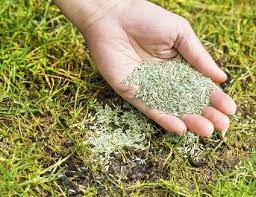 Fall Lawn Overseeding To Repair Grass Planting Grass Seeding Lawn Overseeding Lawn