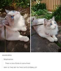 Pin By A Cat On Animals Cute Animals Cute Baby Animals Funny Animals