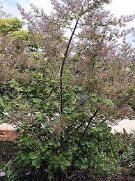 Image result for Tetradenia bainesii