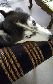Beautiful Husky Puppy Grand Dog Cute Husky