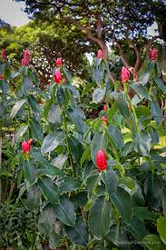 Image result for Vitex thyrsiflora