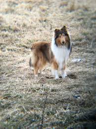Pin By Tara Pauls On Niko Shetland Sheepdog Shetland Sheepdog Puppies Sheltie Dogs