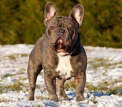Animalssale found 15 french bulldog for sale in ohio, which meet your criteria. French Bulldog Puppies For Sale Under 1000 In Ohio Pets Lovers